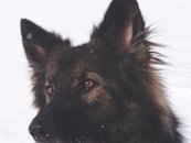 Ki-Shani